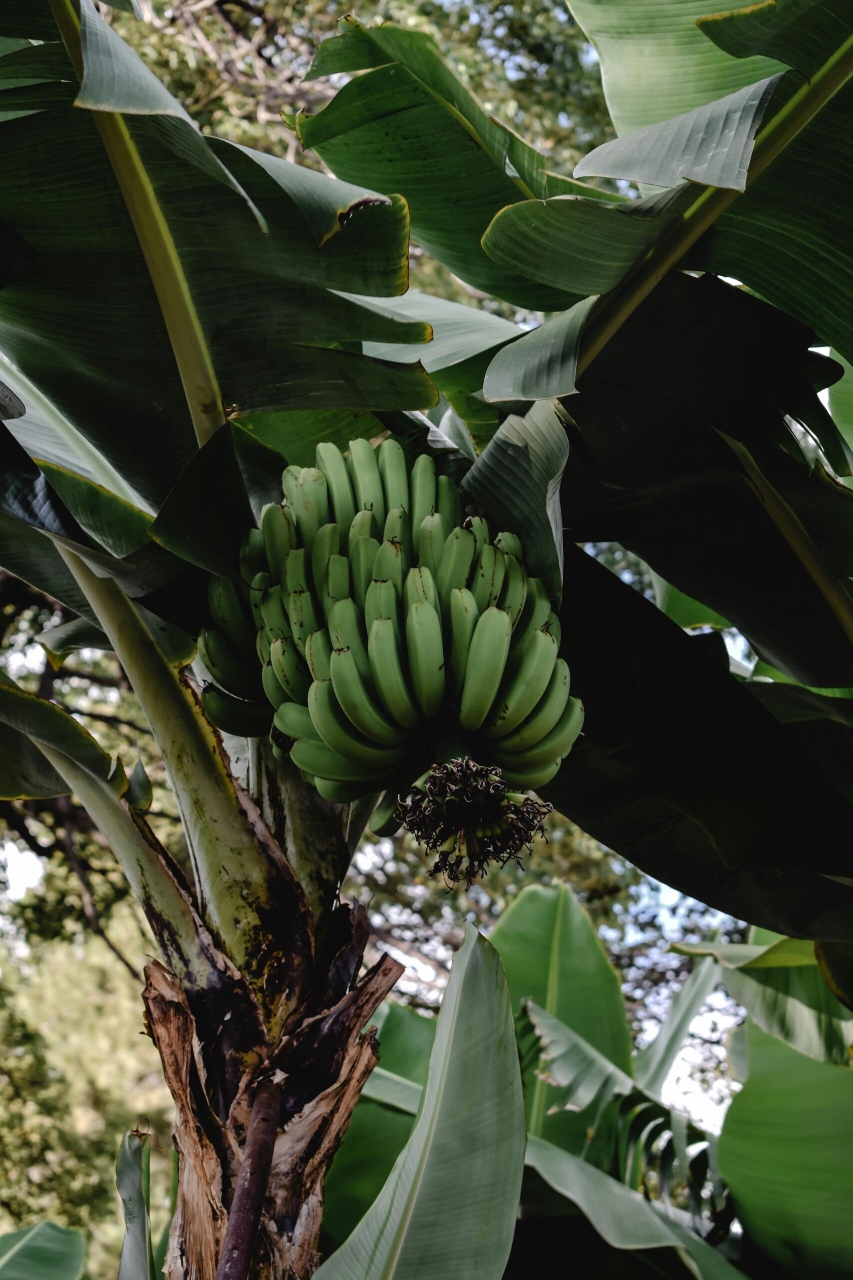 Close-up of ripe green bananas growing on a tree in Funchal, Madeira.