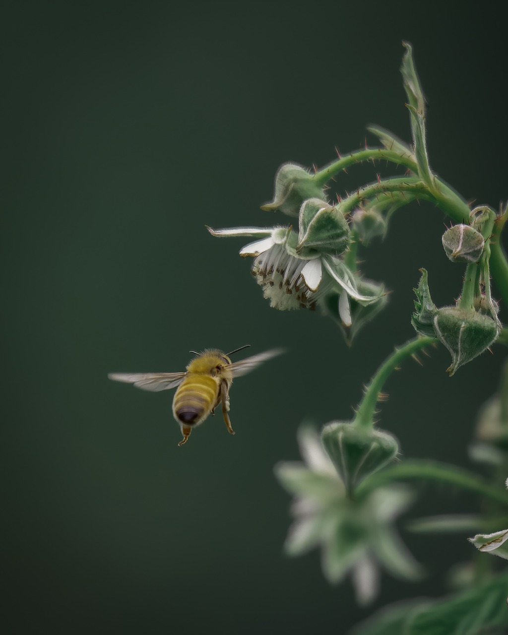 honeybee, sunflower, pollination, bee, flower, nature, insect, honeybee, flower wallpaper, flower background, honeybee, honeybee, honeybee, beautiful flowers, honeybee, sunflower, sunflower, sunflower, sunflower, sunflower, bee, bee, bee, bee